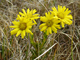 ssmooth ragwort